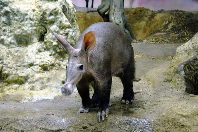 Erdferkel ELVIS (Foto: Zoo Frankfurt)