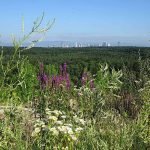 Blick vom Monte Scherbelino auf die Skyline (Foto: Frieder Leuthold)