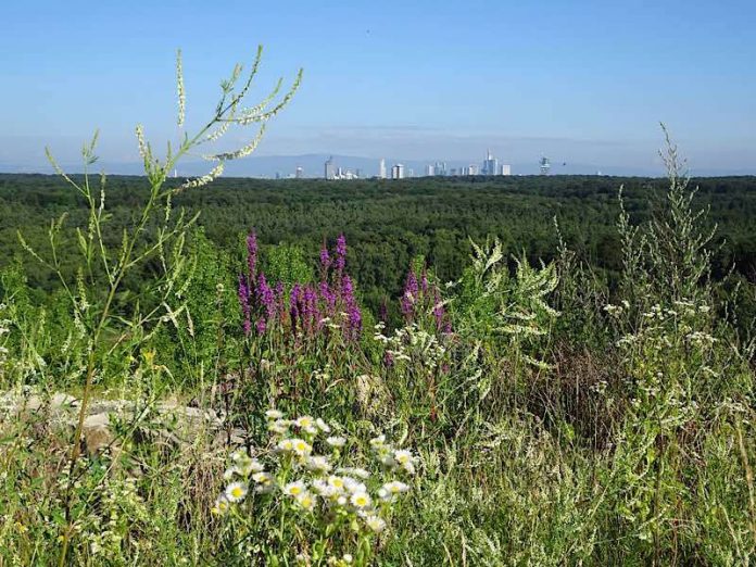 Blick vom Monte Scherbelino auf die Skyline (Foto: Frieder Leuthold)