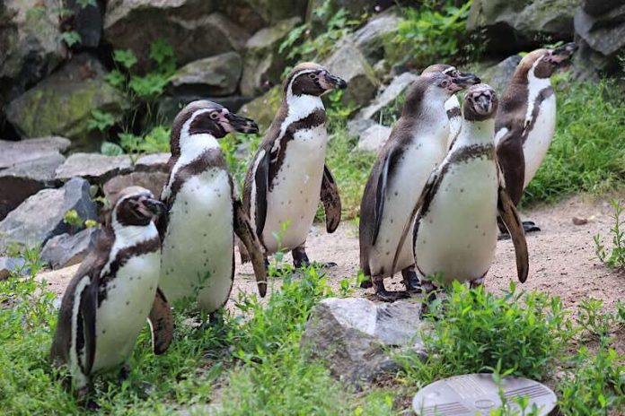 Pinguingruppe (Foto: Klaus Blumer)