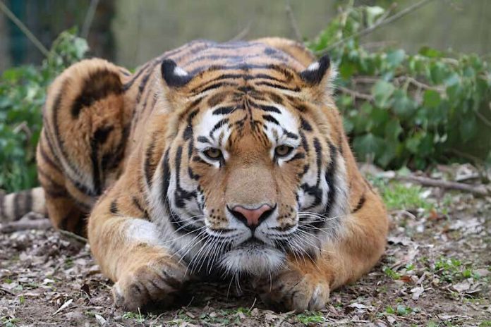 Tiger Igor (Foto: T. Schmeing)