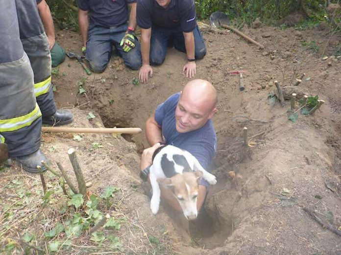 Der Jack-Russel-Terrier wurde gerettet (Foto: Stadtverwaltung Mainz)