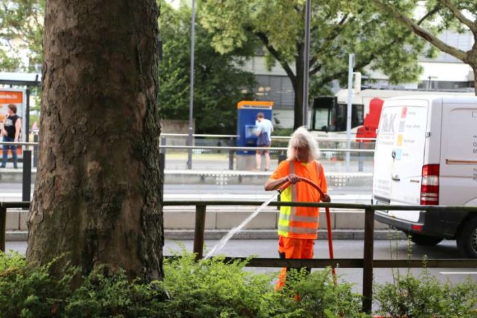 Ein städtischer Gärtner wässert einen stattlichen Baum an der Heidelberger Kurfürsten-Anlage – die Bäume an den stark aufgeheizten Straßen leiden besonders unter Trockenheit. (Foto: Stadt Heidelberg)