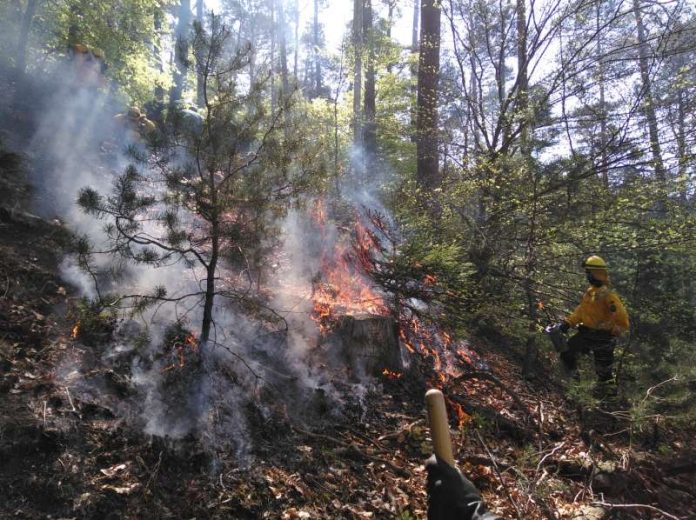 Gerade bei extremer Trockenheit ist die Waldbrandgefahr auch im Pfälzerwald sehr hoch. (Foto: Kreisverwaltung Südliche Weinstraße) Gerade bei extremer Trockenheit ist die Waldbrandgefahr auch im Pfälzerwald sehr hoch. (Foto: Kreisverwaltung Südliche Weinstraße)