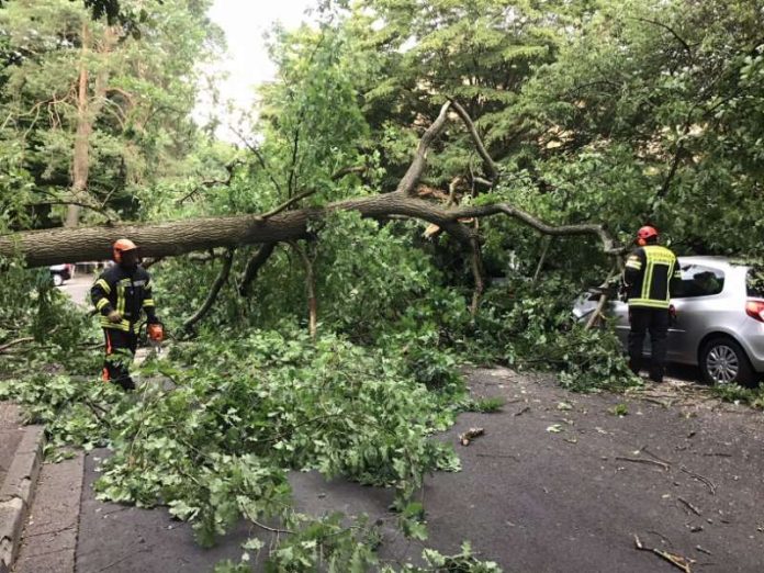 Ein Baum stürzte auf zwei PKW (Foto: Feuerwehr Wiesbaden)