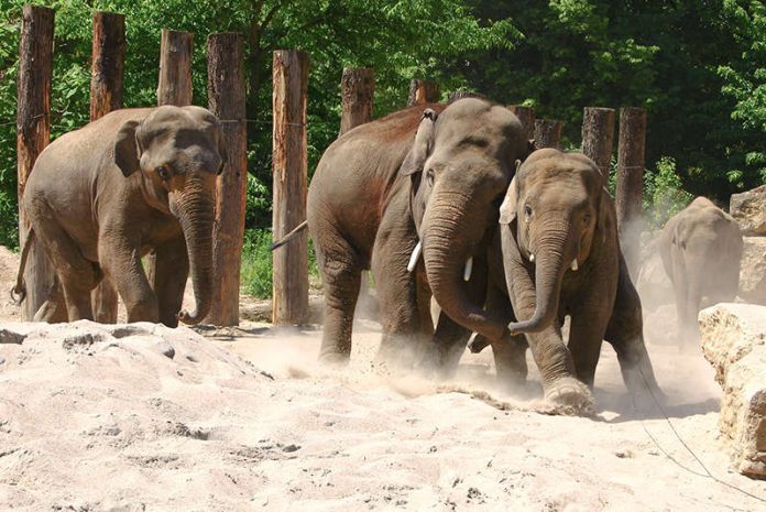 Tickets für den Welt-Elefantentag am 12. August im Zoo Heidelberg sind ab sofort an der Zookasse erhältlich (Foto: Petra Medan/Zoo Heidelberg)