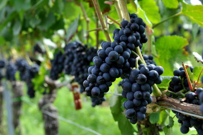 „Hilfe, die Trauben schwitzen!“: Am Sonntag, 5. August, lädt Jürgen Mathäß zum Thema „Landau und Wein“ in den Goethepark. (Foto: Stadt Landau in der Pfalz)