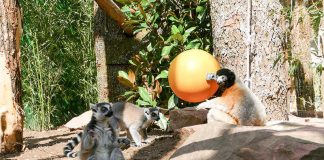 Die drei Lemuren erkunden die neue Anlage (Foto: Petra Medan/Zoo Heidelberg)