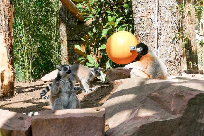 Die drei Lemuren erkunden die neue Anlage (Foto: Petra Medan/Zoo Heidelberg)