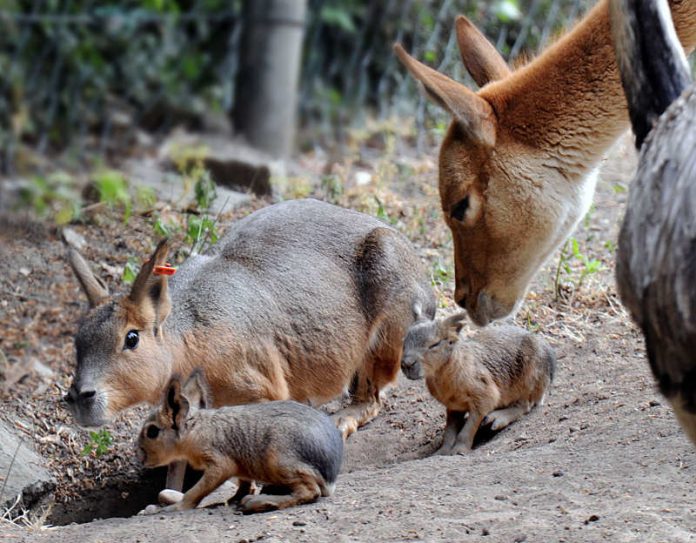 Mara mit Jungtieren und Vikunya (Foto: Winfried Faust)