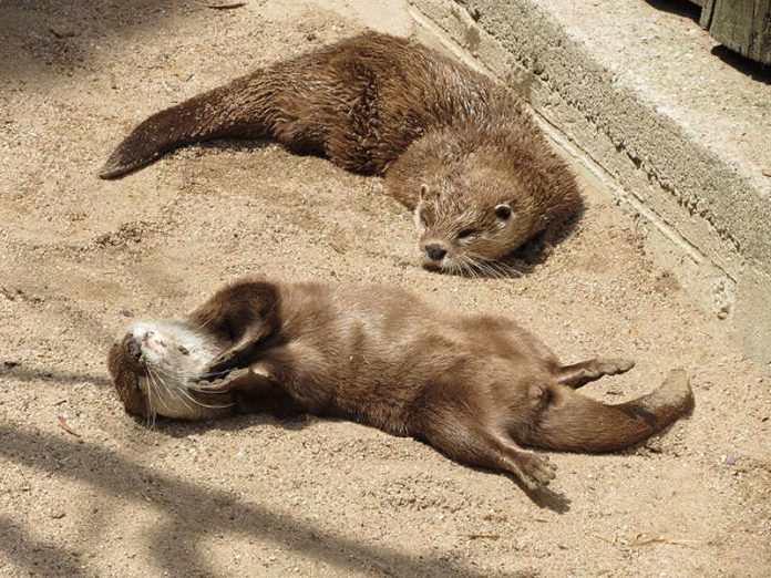 Die Zwergotter genießen die Sonne (Foto: Trageser/Zoo Heidelberg)