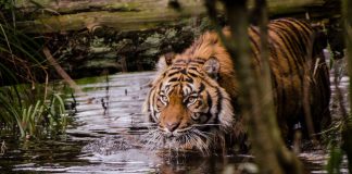 Beim Tag des Tigers im Zoo Heidelberg am 29. Juli 2018 erhalten Zoobesucher von 13.00 Uhr - 16.30 Uhr spannende Infos rund um die majestätischen Raubtiere. (Foto: Susi Fischer/Zoo Heidelberg)