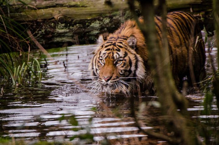 Beim Tag des Tigers im Zoo Heidelberg am 29. Juli 2018 erhalten Zoobesucher von 13.00 Uhr - 16.30 Uhr spannende Infos rund um die majestätischen Raubtiere. (Foto: Susi Fischer/Zoo Heidelberg)