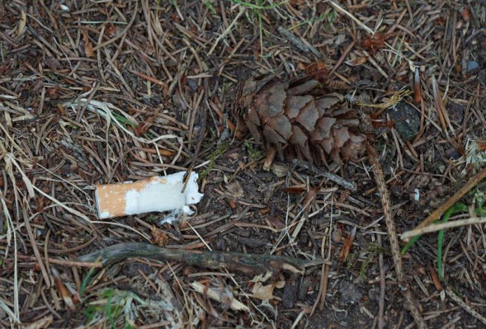Zigarette im Wald (Foto: Holger Knecht)