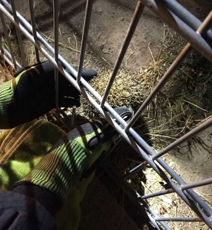 Igel in Metallzaun gefangen und durch Feuerwehr gerettet