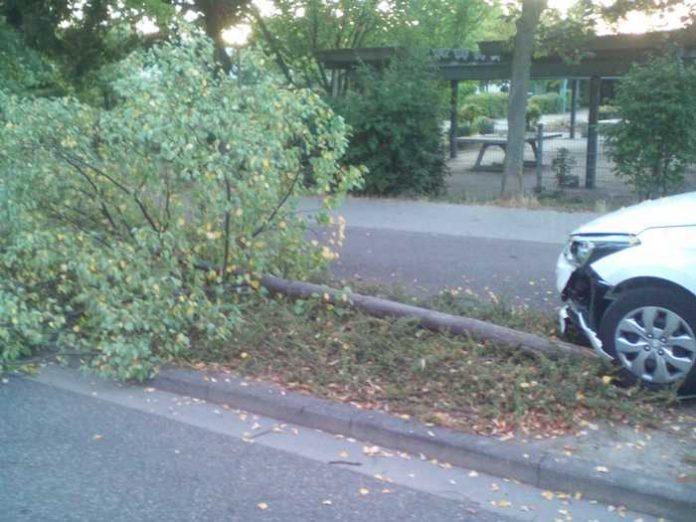 Baum Fritz-Ober-Straße Baum Fritz-Ober-Straße