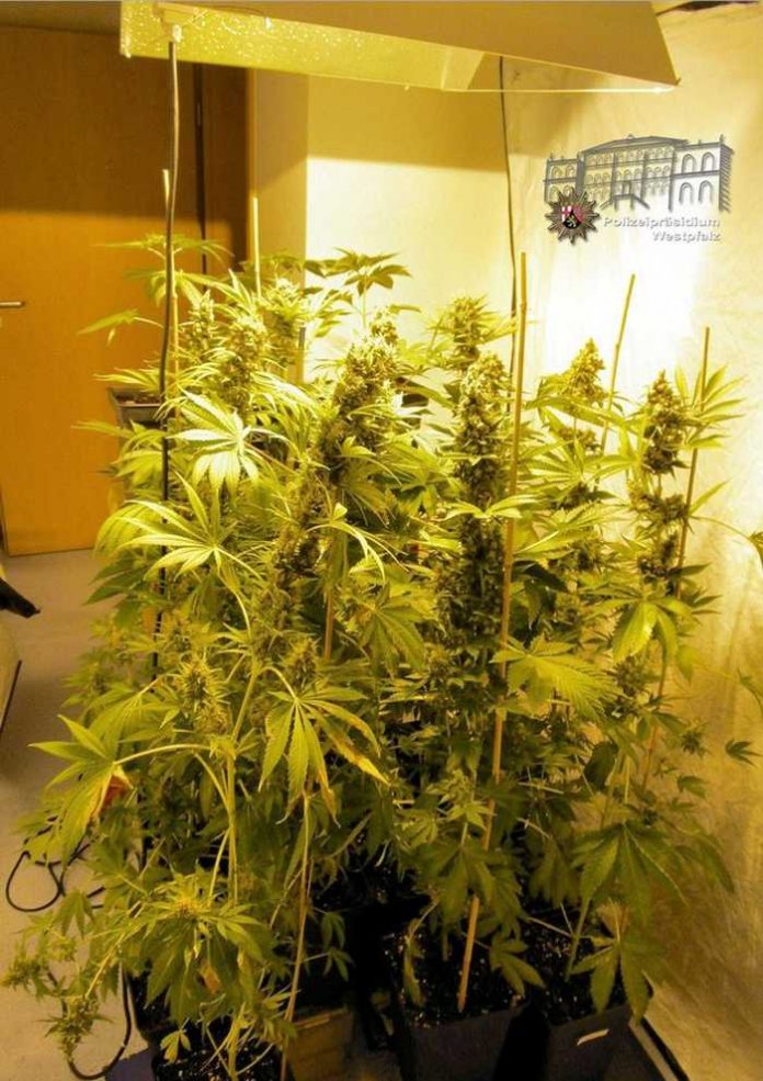 Cannabis-Pflanzen in unterschiedlichen Wachstumsphasen wurden in der Wohnung gefunden und sichergestellt