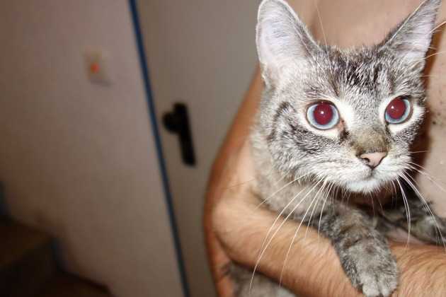 Kater Amigo konnte den glücklichen Besitzern unversehrt zurückgegeben werden Kater Amigo konnte den glücklichen Besitzern unversehrt zurückgegeben werden