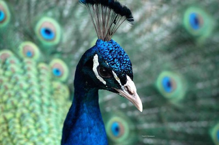 Pfau (Foto: G. Steinmetz)