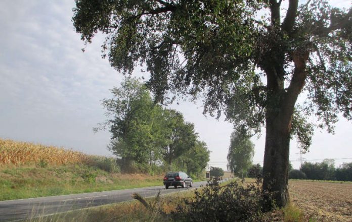 Großer Birnbaum an der Bundesstraße (B) 292 zwischen Helmstadt und Waibstadt (Foto: Landratsamt Rhein-Neckar-Kreis)