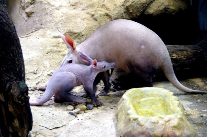 Erdferkel ERMINE und MEMPHIS (Foto: Zoo Frankfurt)