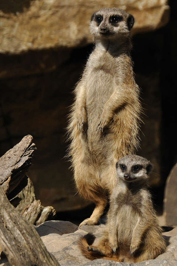 Erdmännchen (Foto: Zoo Landau/De Klerk)