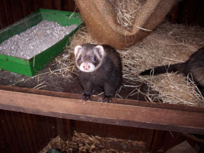 Frettchen Jan (Foto: Zoo und Zooschule Landau)