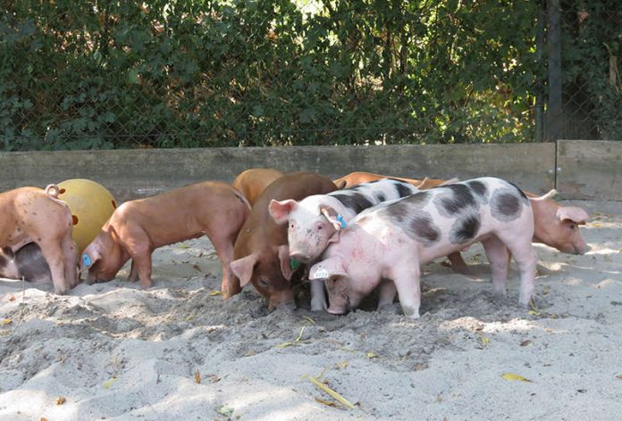 Neun kleine Ferkel im Zoo Heidelberg. (Foto: Zoo Heidelberg)