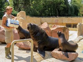 Der junge Mähnenrobbenbulle Pablo hat seinen Platz in der Gruppe gefunden.  (Foto: Zoo Heidelberg)