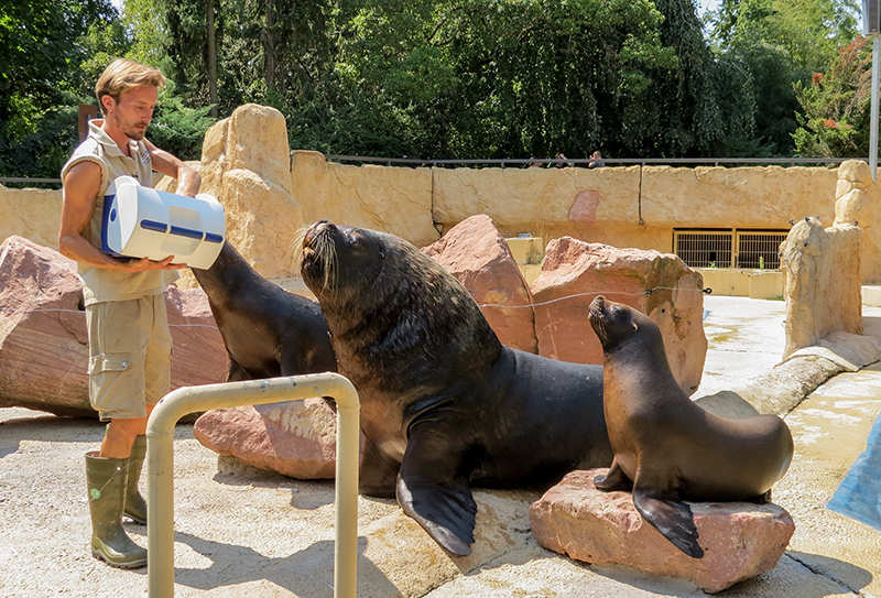 Der junge Mähnenrobbenbulle Pablo hat seinen Platz in der Gruppe gefunden.  (Foto: Zoo Heidelberg)