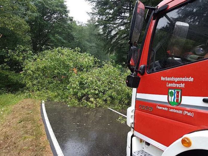 Umgestürzter Baum (Foto: Presseteam der Feuerwehr VG Lambrecht)