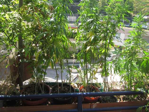 Marihuanapflanzen