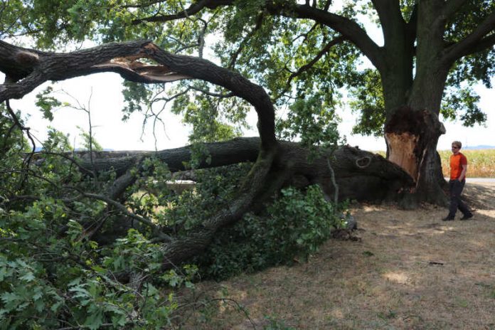 Naturdenkmal an der Römerbrücke wurde durch den Sturm am Donnerstag schwer geschädigt – kann aber überleben (Foto: Stadt Weinheim)