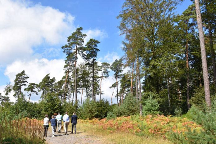 Naturoase auf rund 2.500 Hektar: Der Landauer Stadtwald auf dem Taubensuhl. (Foto: Stadt Landau in der Pfalz) Naturoase auf rund 2.500 Hektar: Der Landauer Stadtwald auf dem Taubensuhl. (Foto: Stadt Landau in der Pfalz)