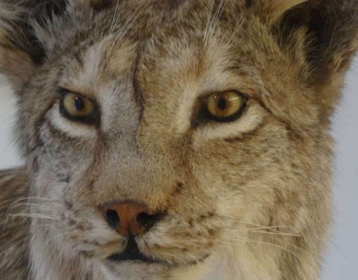 Luchs (Foto: Pfalzmuseum für Naturkunde)