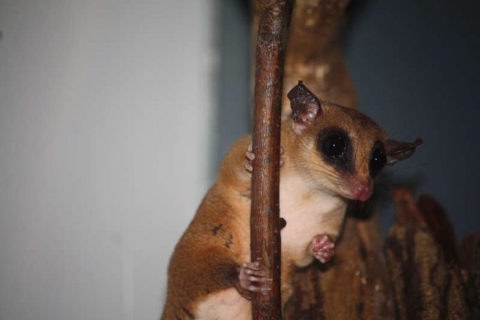 Mausopossum (Foto: Zoo Frankfurt) Mausopossum (Foto: Zoo Frankfurt)
