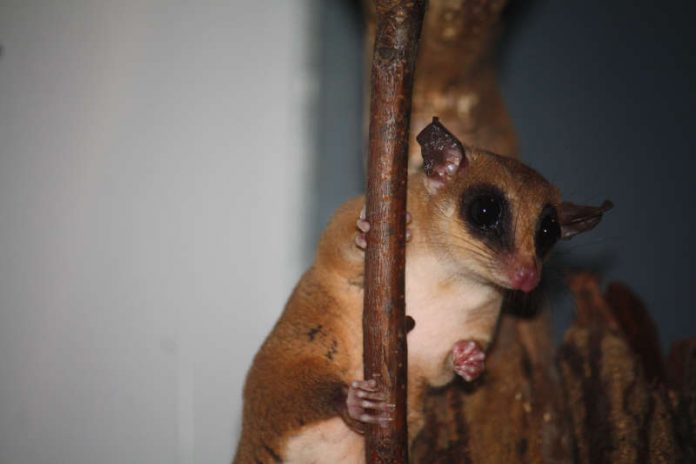 Mausopossum (Foto: Zoo Frankfurt)