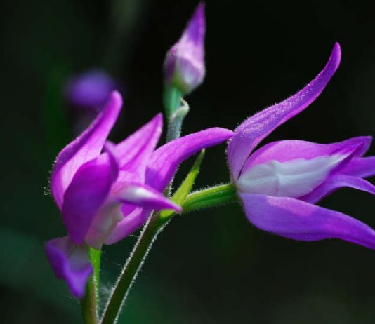 Rotes Waldvögelein (Foto: Naturfoto Schilling)