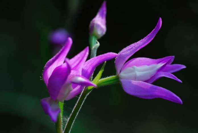 Rotes Waldvögelein (Foto: Naturfoto Schilling)