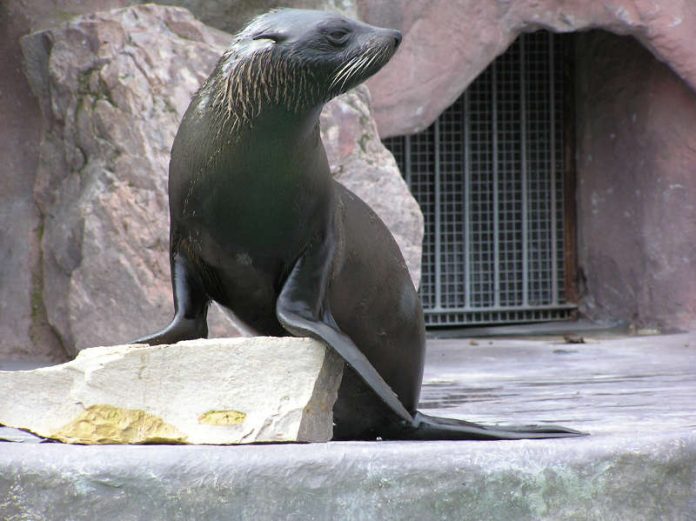 Seebär (Foto: Zooschule Landau)