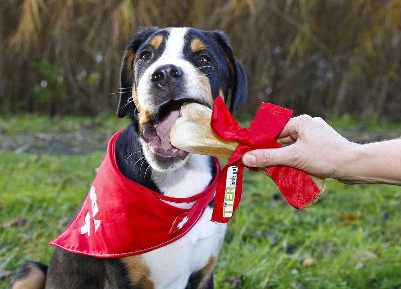 Hund auf der TIERisch gut (Foto: KMK / Jürgen Rösner)