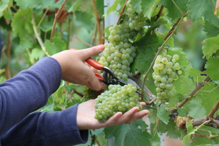 Weinlesebeginn 2018 (Foto: Pfalzwein e.V.)