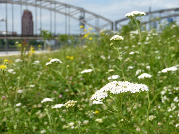 Grünfläche im Hafenpark (Foto: Grünflächenamt Frankfurt)