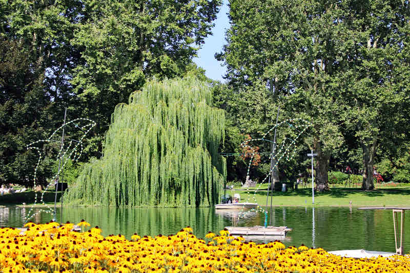 Delfine begleiten die Gondolettas auf ihrer Fahrt über Schwanen- und Stadtgartensee. Am Lichterfest werden sich die bunten Glühbirnen im Wasser wiederspiegeln. (Foto: Zoo Karlsruhe)