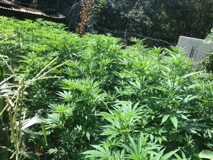 Outdoorplantage mit Cannabispflanzen