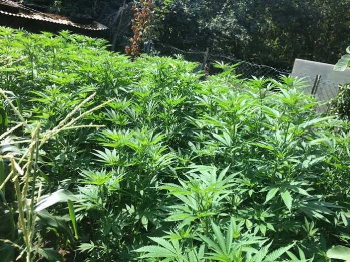 Outdoorplantage mit Cannabispflanzen Outdoorplantage mit Cannabispflanzen
