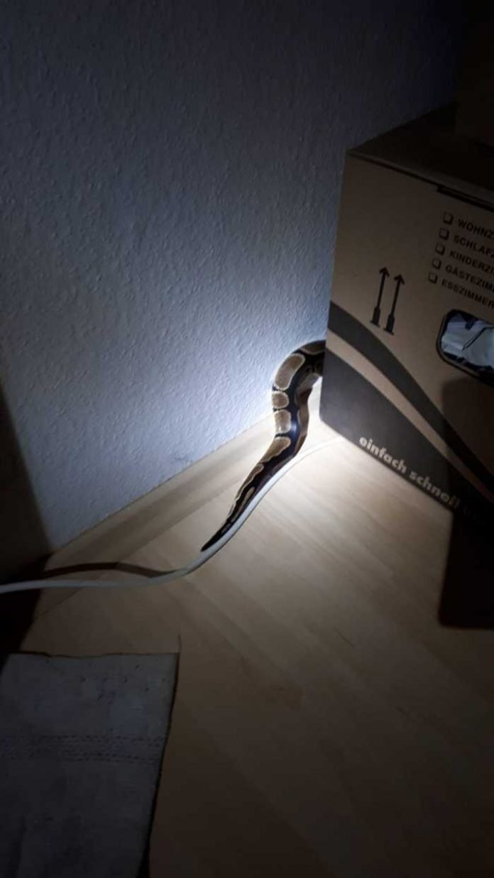 Schreck am Abend - Schlange im Schlafzimmer Schreck am Abend - Schlange im Schlafzimmer