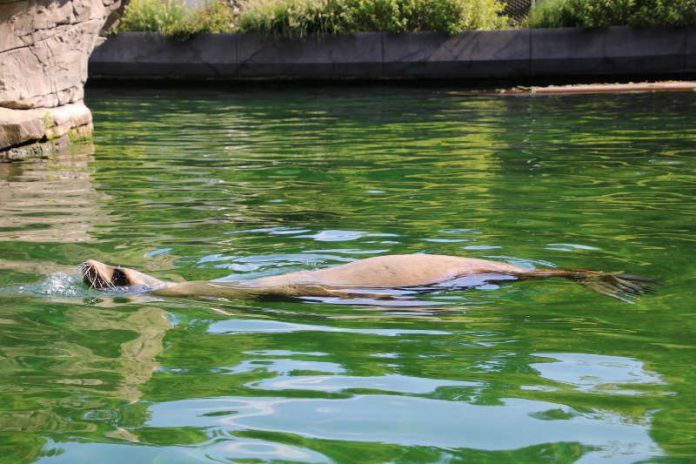 Seelöwin Iris (Foto: Zoo Karlsruhe) Seelöwin Iris (Foto: Zoo Karlsruhe)