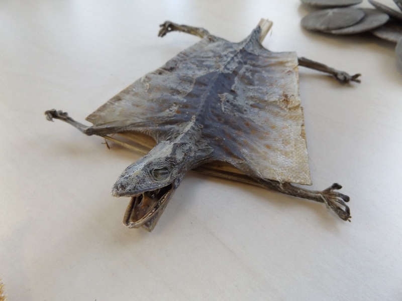 Getrocknete Tiere (Foto: Zoll)