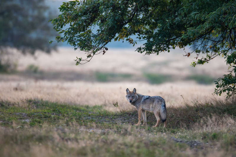 Wolf (Foto: NABU/Jürgen Borris)
